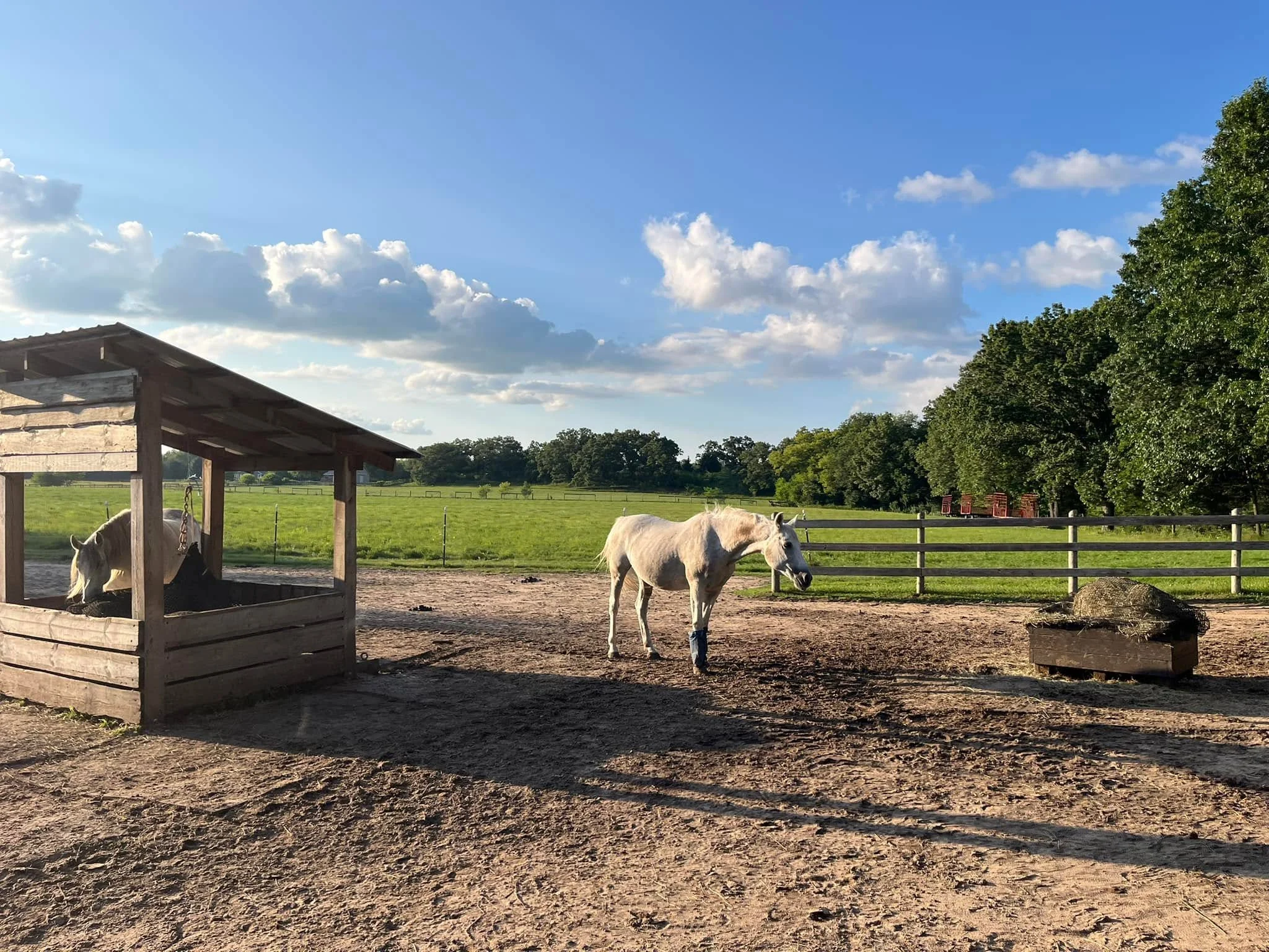 Niewielka wiata na jednym z wybiegów Forest Run Farm